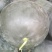 黑皮无籽西瓜8斤打底8成熟1茬