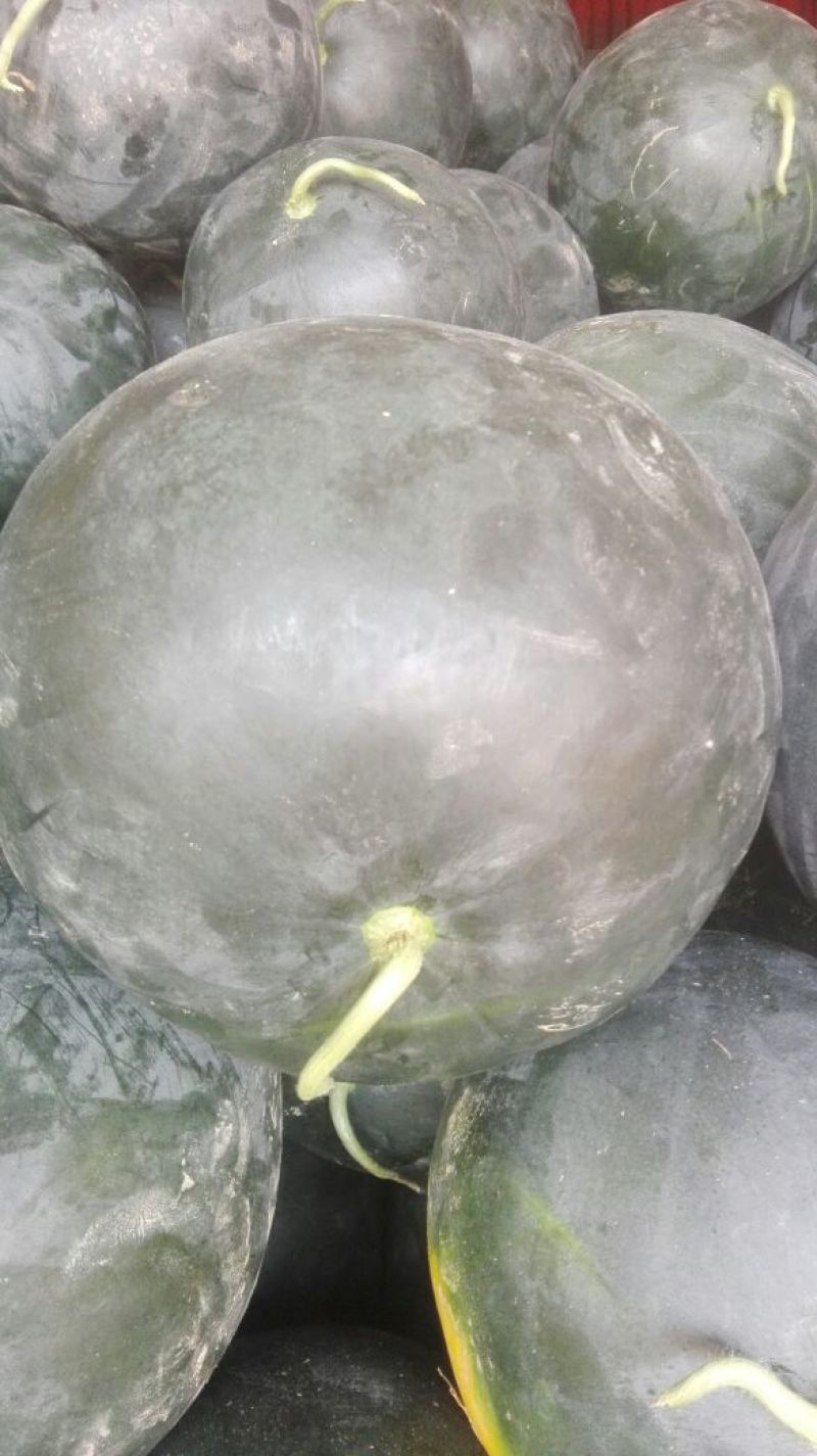 黑皮无籽西瓜8斤打底8成熟1茬