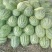 黑皮无籽西瓜8斤打底8成熟1茬