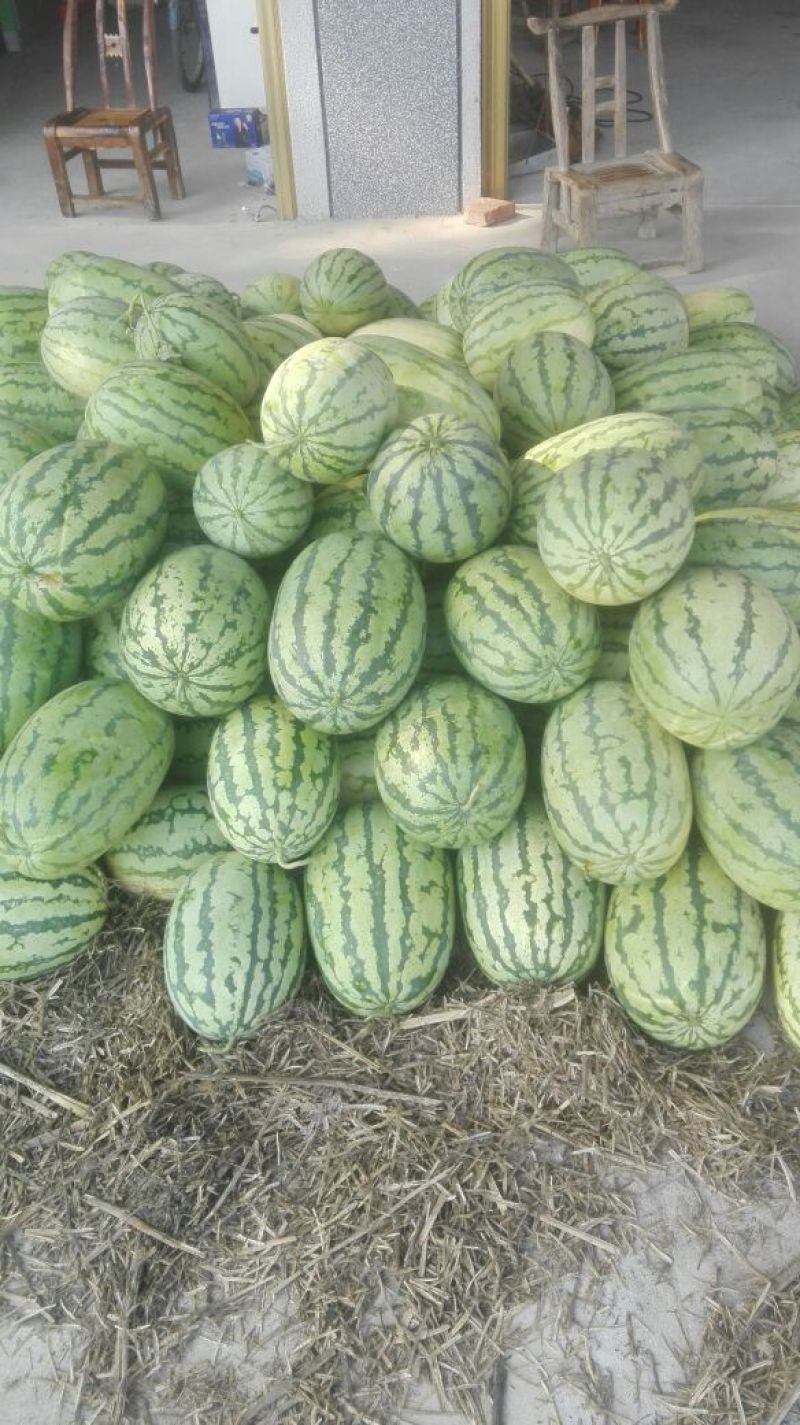 黑皮无籽西瓜8斤打底8成熟1茬