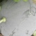 黑皮无籽西瓜8斤打底8成熟1茬
