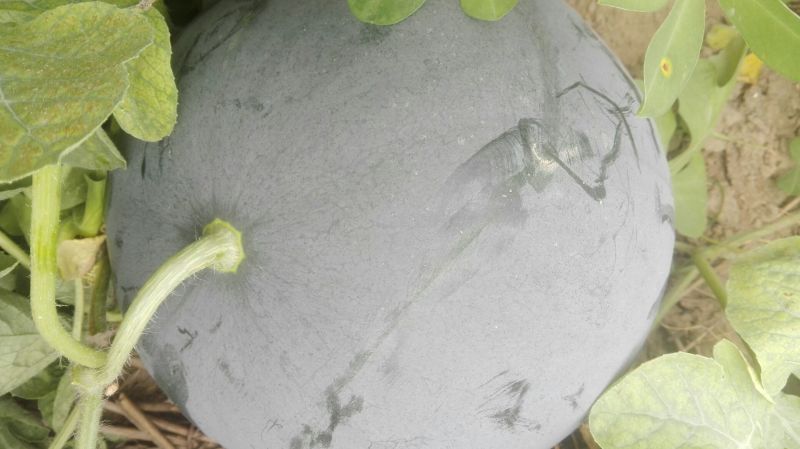 黑皮无籽西瓜8斤打底8成熟1茬