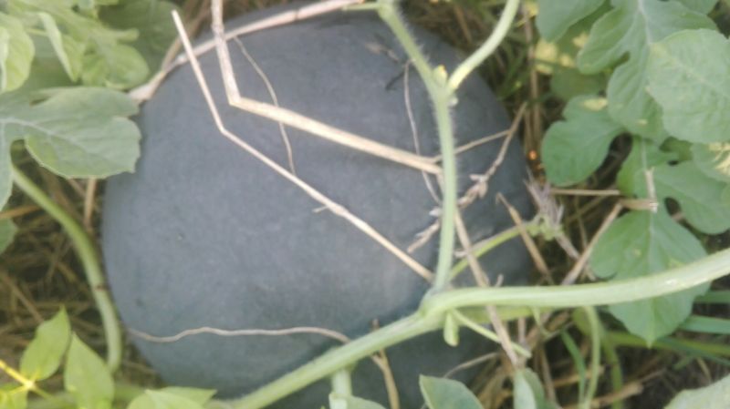 黑皮无籽西瓜8斤打底8成熟1茬