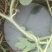 黑皮无籽西瓜8斤打底8成熟1茬