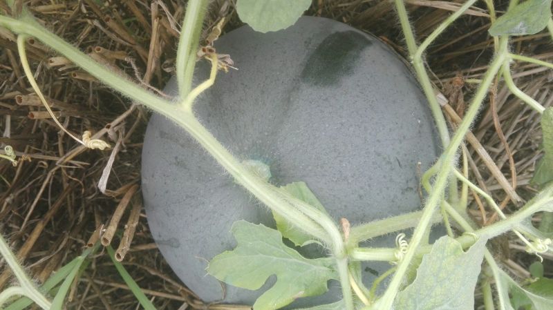 黑皮无籽西瓜8斤打底8成熟1茬