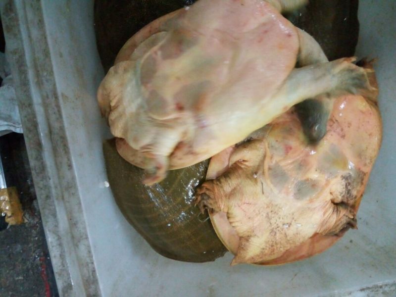 生态甲鱼2.5~3斤