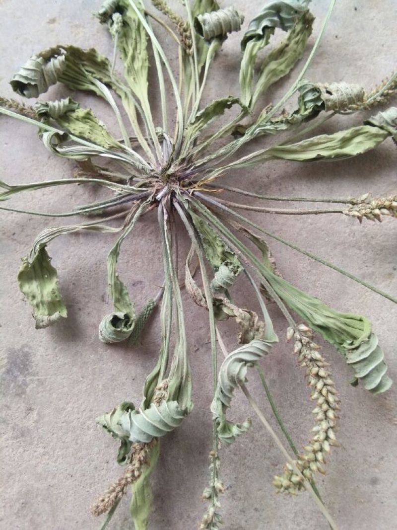 车前草