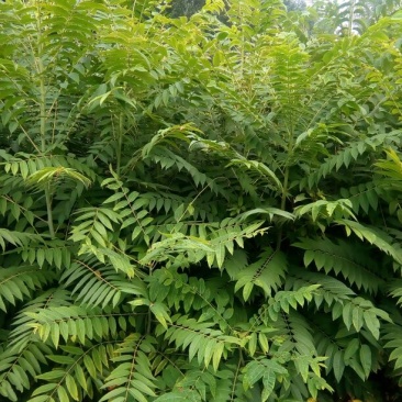 香椿苗泰山红油香椿大棚高度30-80cm