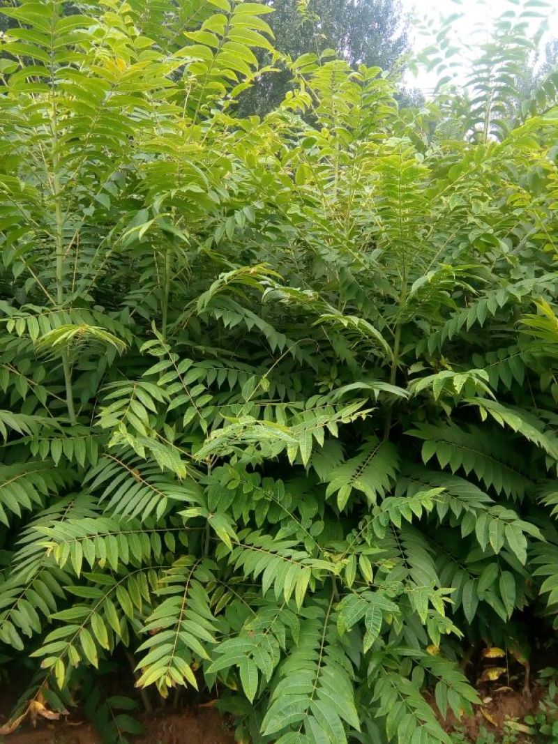 香椿苗泰山红油香椿大棚高度30-80cm