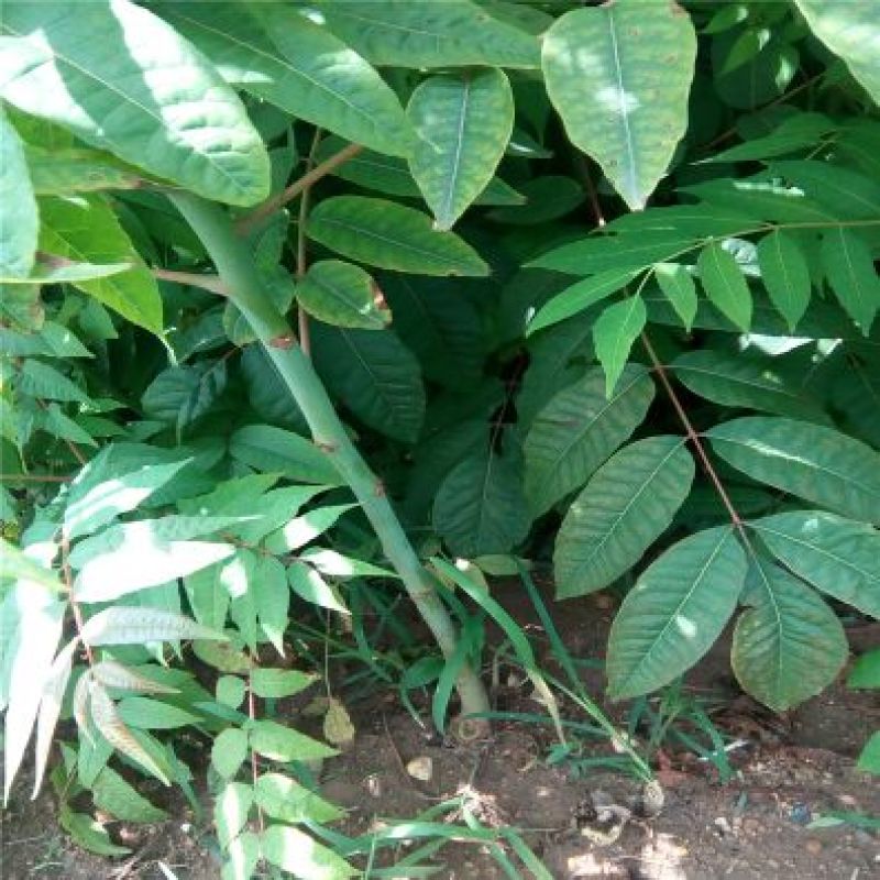 香椿苗泰山红油香椿大棚高度30-80cm