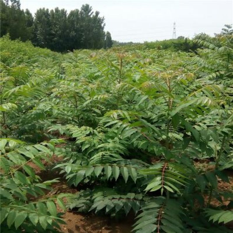 香椿苗泰山红油香椿大棚高度30-80cm