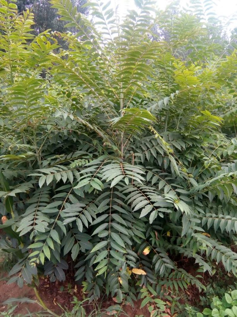 香椿苗泰山红油香椿大棚高度30-80cm