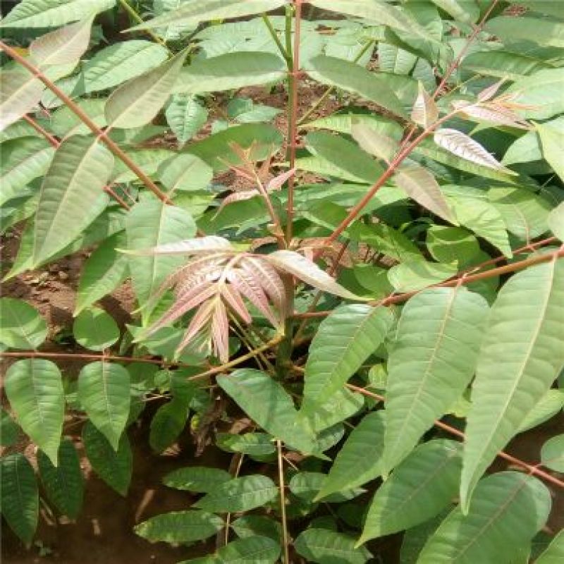 香椿苗泰山红油香椿大棚高度30-80cm