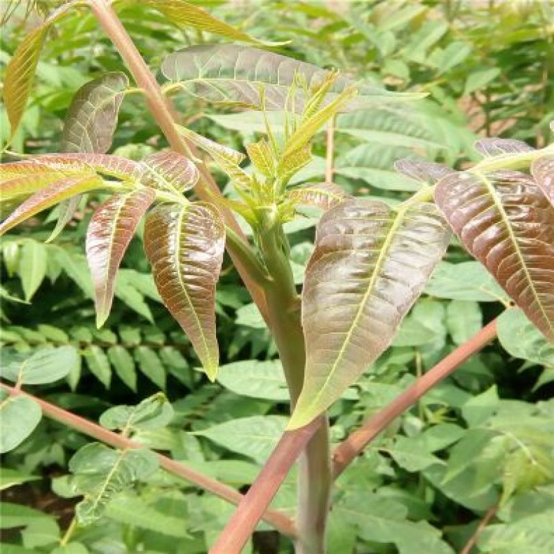 香椿苗泰山红油香椿大棚高度30-80cm