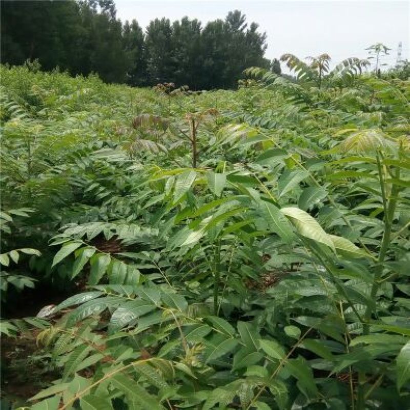 香椿苗泰山红油香椿大棚高度30-80cm