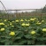 菊花苗包邮大菊花盆栽室内外庭院阳台花卉绿植物四季开花菊