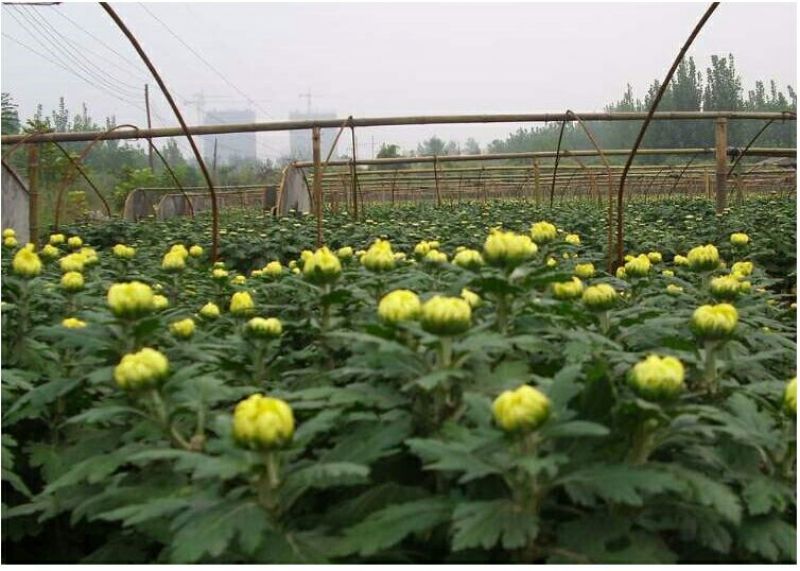 菊花苗包邮大菊花盆栽室内外庭院阳台花卉绿植物四季开花菊