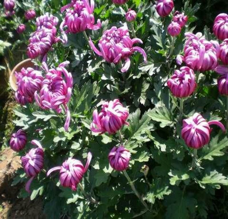 菊花苗包邮大菊花盆栽室内外庭院阳台花卉绿植物四季开花菊