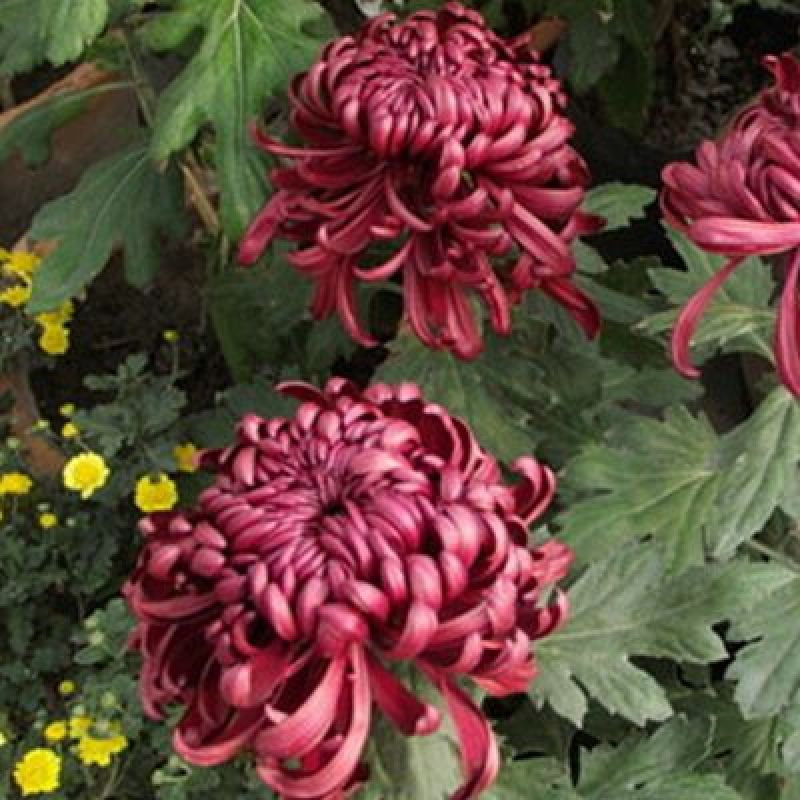 菊花苗包邮大菊花盆栽室内外庭院阳台花卉绿植物四季开花菊