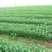菊花苗包邮大菊花盆栽室内外庭院阳台花卉绿植物四季开花菊
