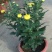 菊花苗包邮大菊花盆栽室内外庭院阳台花卉绿植物四季开花菊