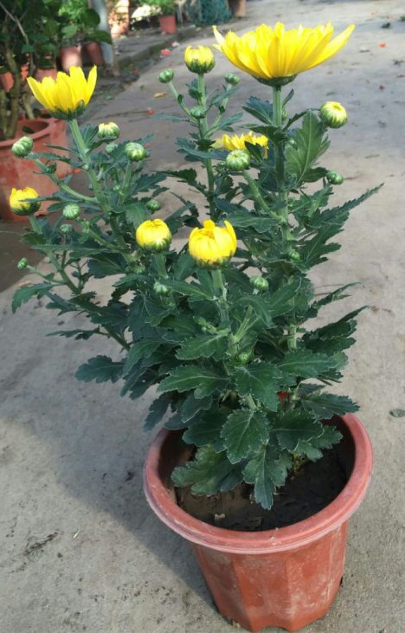 菊花苗包邮大菊花盆栽室内外庭院阳台花卉绿植物四季开花菊