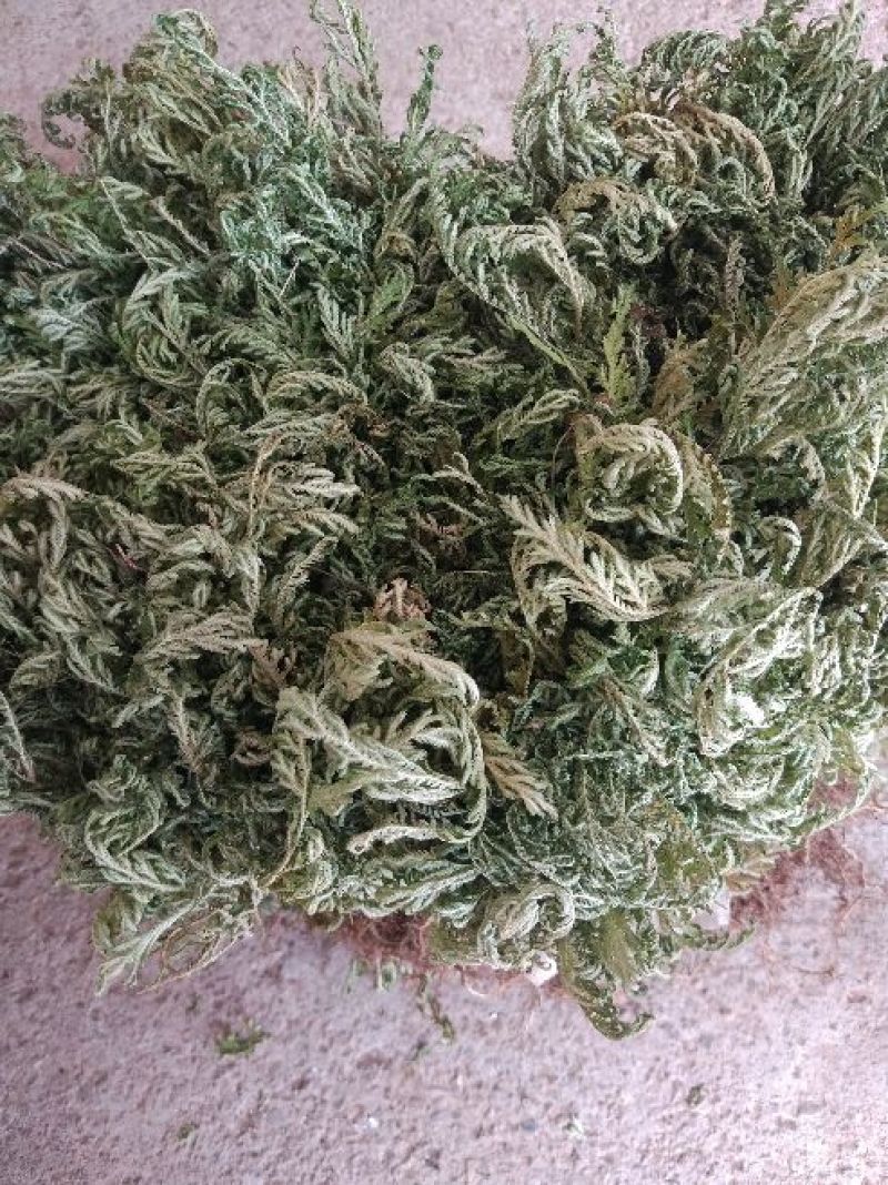 石上柏