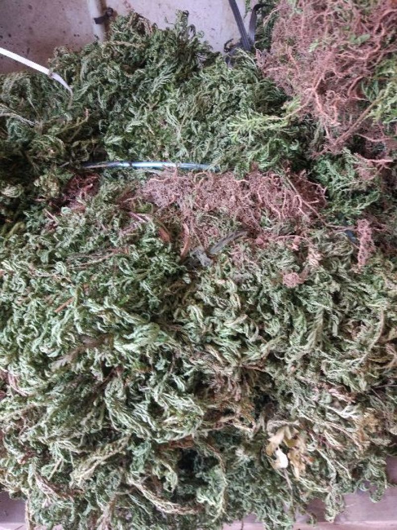 石上柏