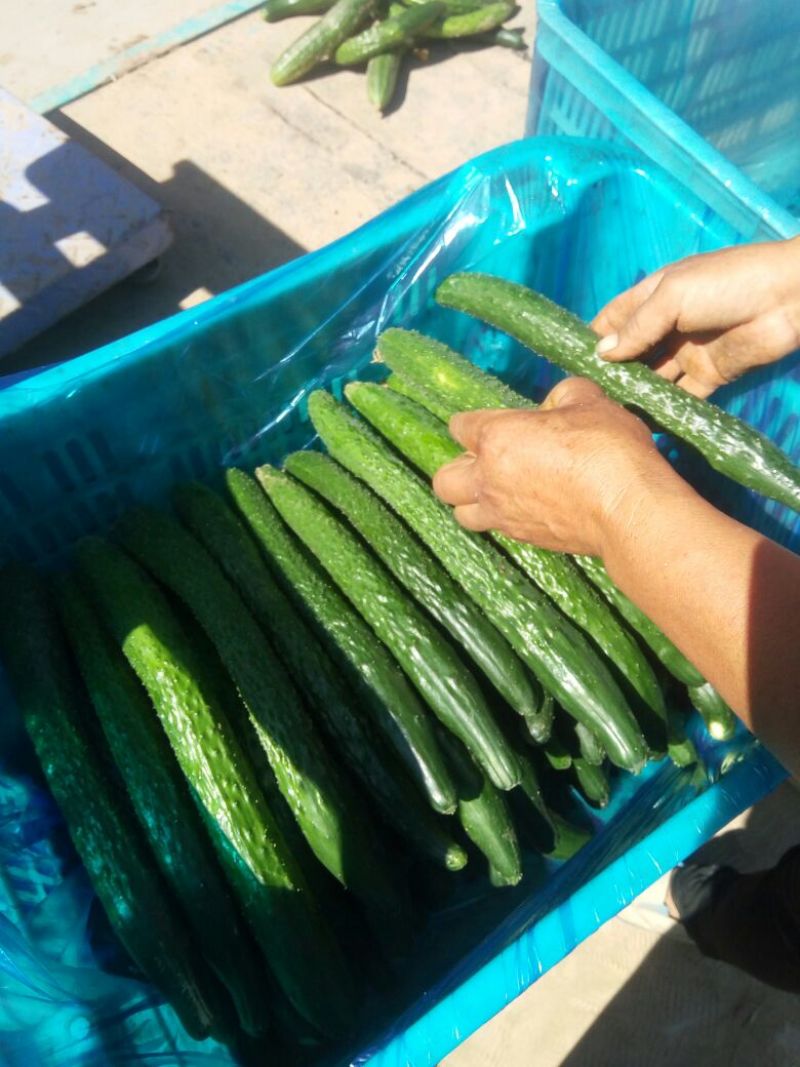 黄瓜25公分以上鲜花带刺