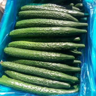 黄瓜25公分以上鲜花带刺