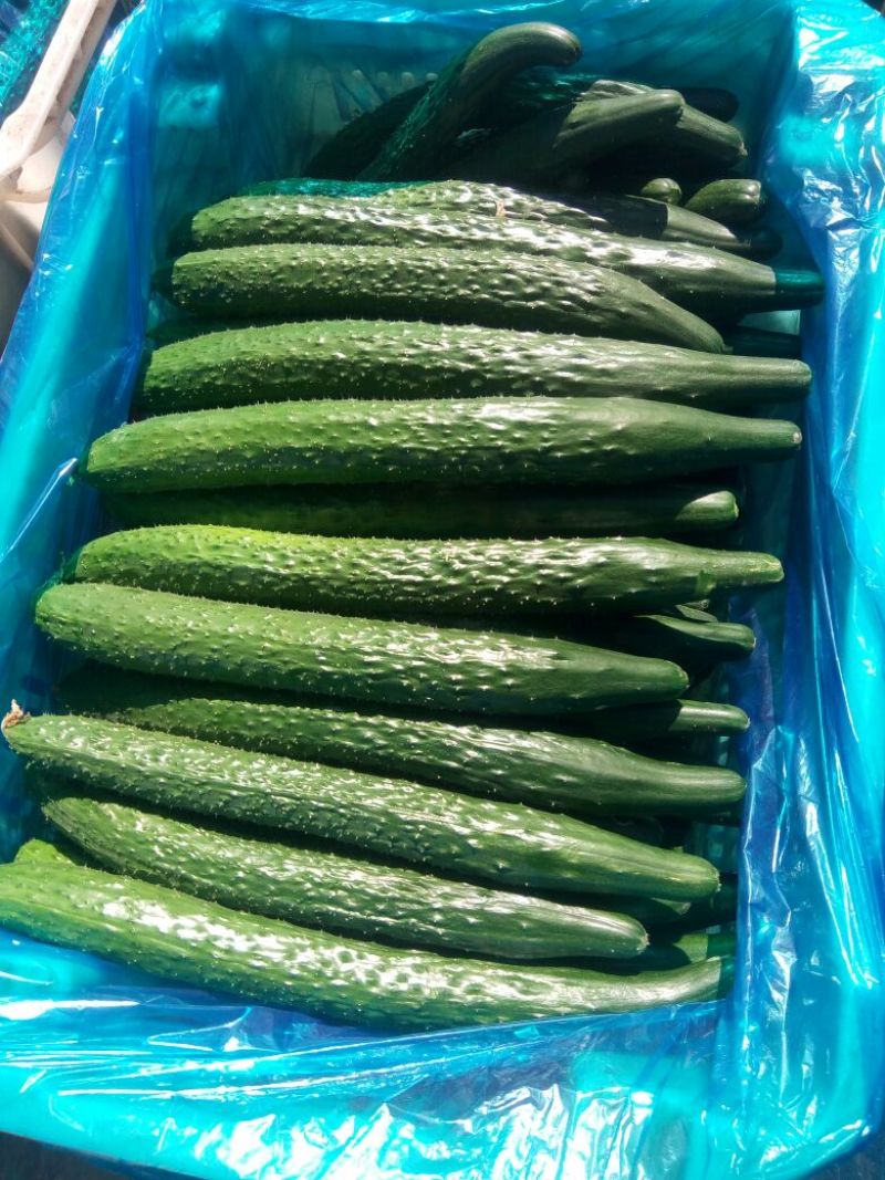 黄瓜25公分以上鲜花带刺