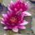 荷花20~30cm