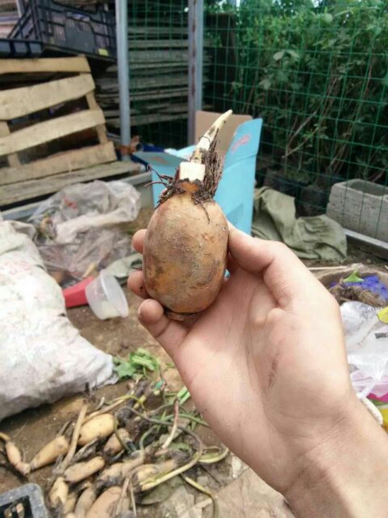 荷花20~30cm