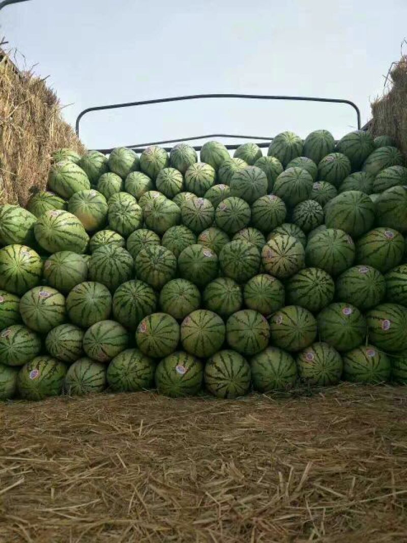 宁夏硒砂瓜甜度高水分足全国发货耐运输