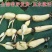 荷花20~30cm