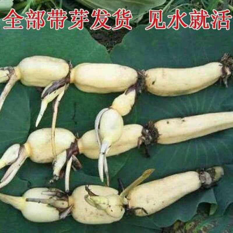 荷花20~30cm