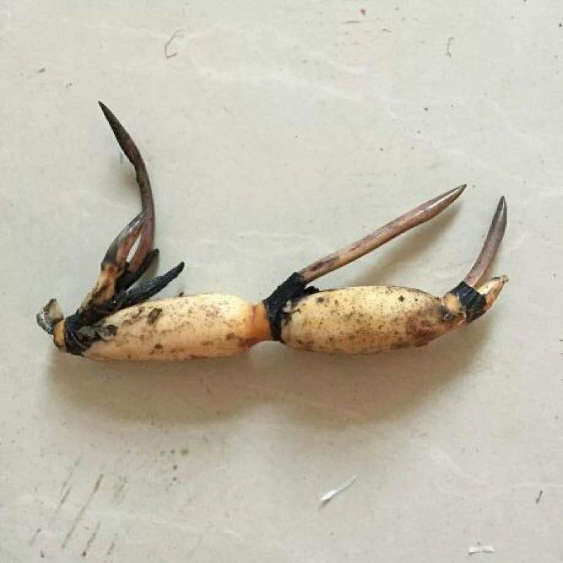 荷花20~30cm