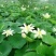 荷花20~30cm