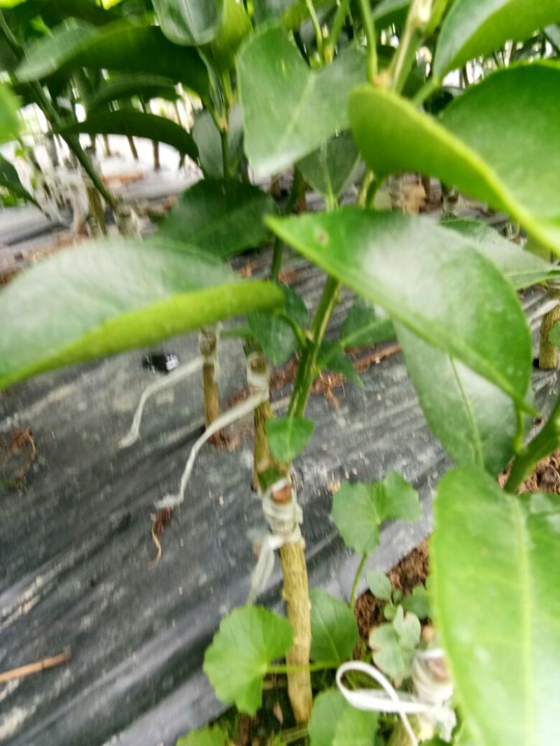 沃柑苗30~50cm