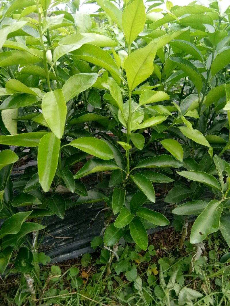 沃柑苗30~50cm