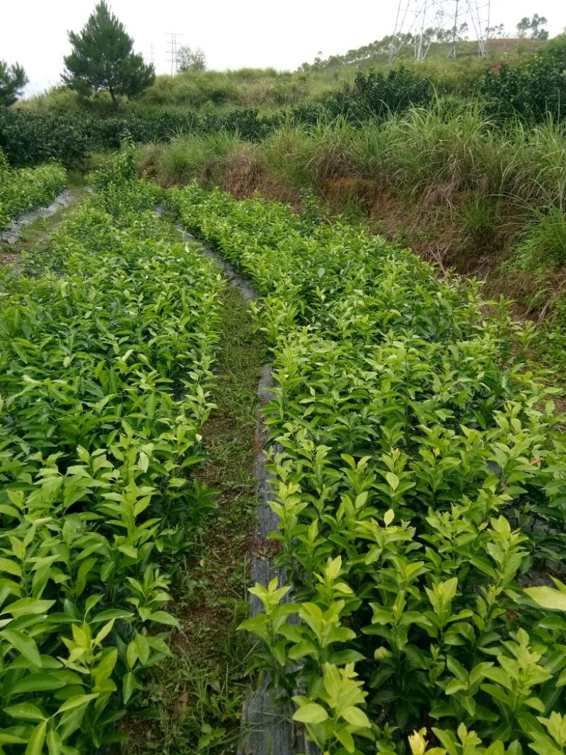 沃柑苗30~50cm