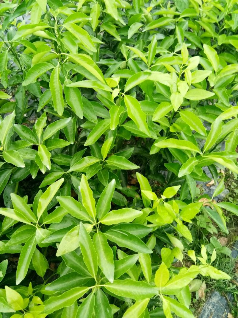 沃柑苗30~50cm