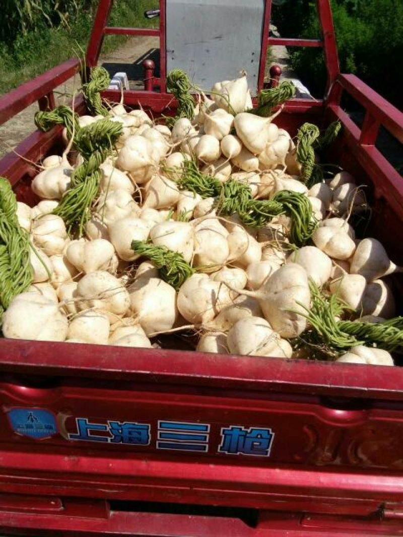 凉薯，地瓜！可生吃可煮菜