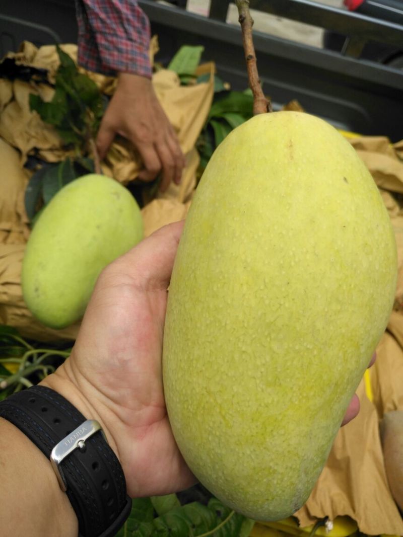 金煌芒10两以上