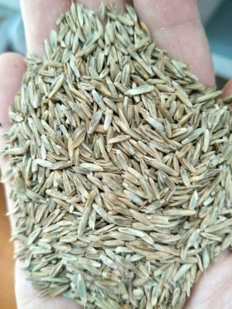 高羊茅草种种子多年生春夏秋播种(包邮)