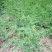 纯新棉芪黄芪籽，干净无杂志，一手货质量有保证，欢迎选购