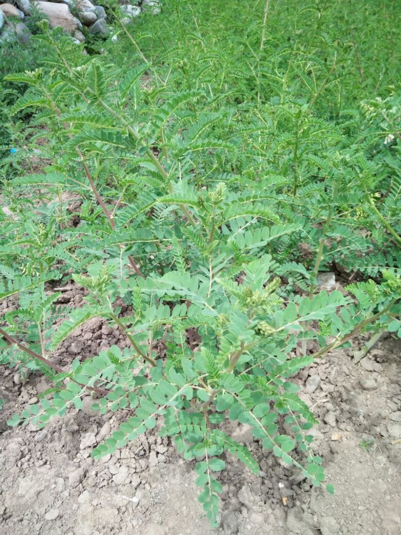 纯新棉芪黄芪籽，干净无杂志，一手货质量有保证，欢迎选购