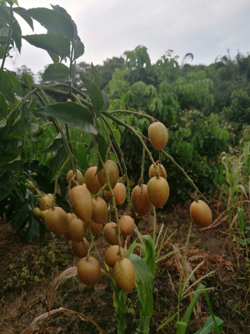 无核黄皮果苗50~80cmcm