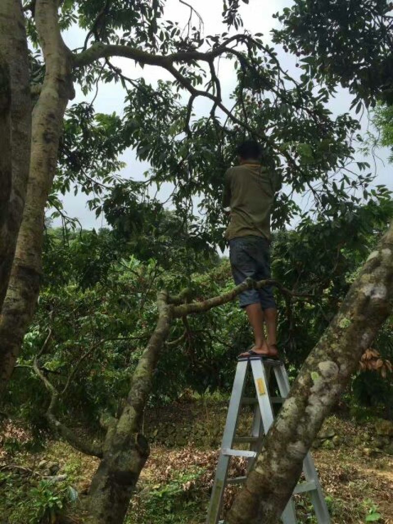 糯米糍荔枝2cm以上