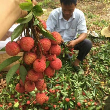 糯米糍荔枝2cm以上
